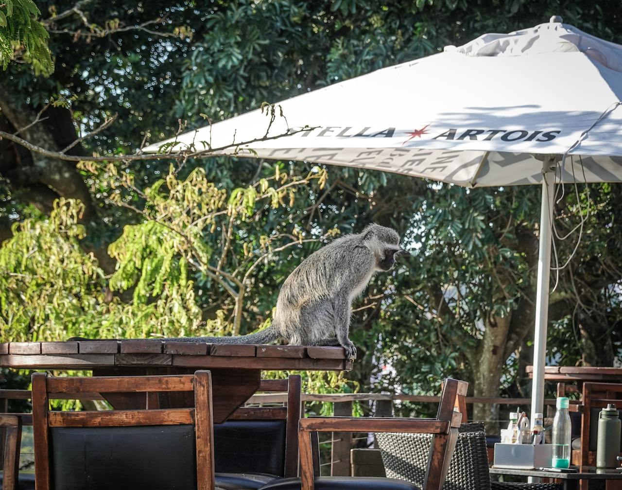 A gray monkey perches on a wooden table at Carnivore Restaurant in Nairobi, Kenya. The monkey is reaching for food on a white plate, surrounded by condiments and drinks, with a rustic outdoor setting in the background.